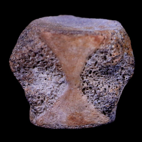 0.6" Champsosaurus Gigas Reptile Vertebrae Cretaceous Hell Creek MT COA & Stand - Fossil Age Minerals
