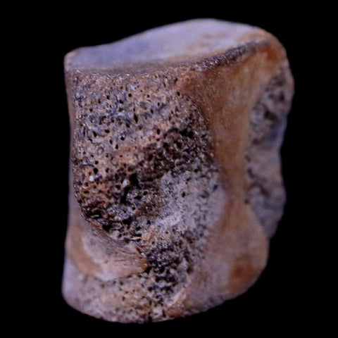 0.6" Champsosaurus Gigas Reptile Vertebrae Cretaceous Hell Creek MT COA & Stand - Fossil Age Minerals