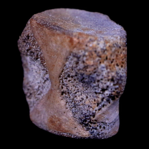 0.6" Champsosaurus Gigas Reptile Vertebrae Cretaceous Hell Creek MT COA & Stand - Fossil Age Minerals