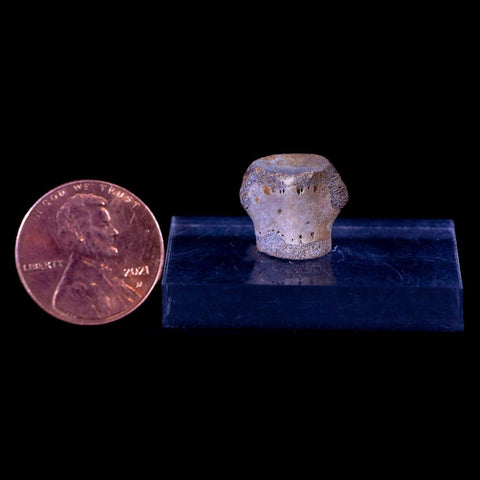 0.6" Champsosaurus Gigas Reptile Vertebrae Cretaceous Hell Creek MT COA & Stand - Fossil Age Minerals