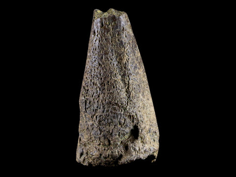 1.5" Fossil Turtle Claw Bone Lance Creek Formation FM  Cretaceous Age Wyoming - Fossil Age Minerals