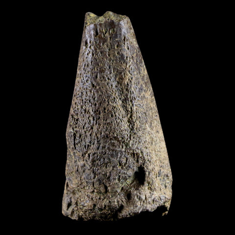 1.5" Fossil Turtle Claw Bone Lance Creek Formation FM  Cretaceous Age Wyoming - Fossil Age Minerals