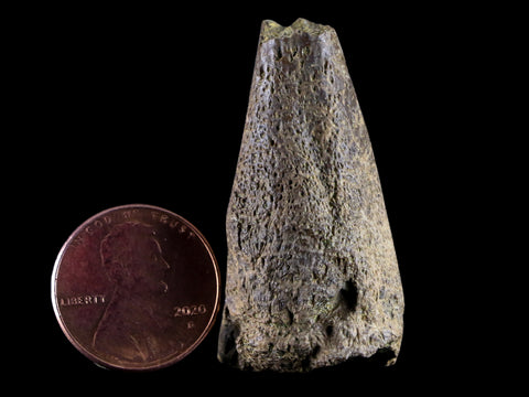 1.5" Fossil Turtle Claw Bone Lance Creek Formation FM  Cretaceous Age Wyoming - Fossil Age Minerals