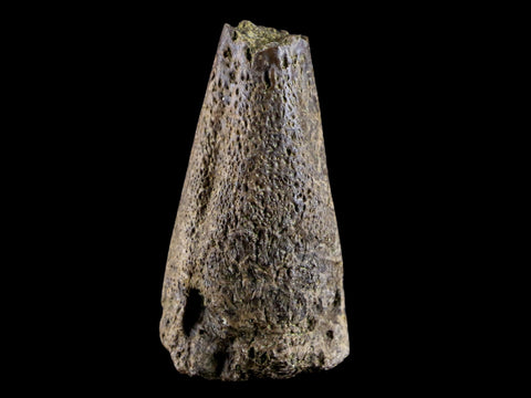 1.5" Fossil Turtle Claw Bone Lance Creek Formation FM  Cretaceous Age Wyoming - Fossil Age Minerals