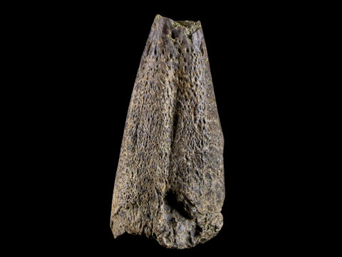 1.5" Fossil Turtle Claw Bone Lance Creek Formation FM  Cretaceous Age Wyoming - Fossil Age Minerals