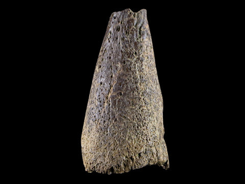 1.5" Fossil Turtle Claw Bone Lance Creek Formation FM  Cretaceous Age Wyoming - Fossil Age Minerals
