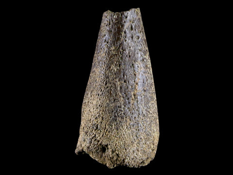 1.5" Fossil Turtle Claw Bone Lance Creek Formation FM  Cretaceous Age Wyoming - Fossil Age Minerals