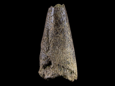 1.5" Fossil Turtle Claw Bone Lance Creek Formation FM  Cretaceous Age Wyoming - Fossil Age Minerals