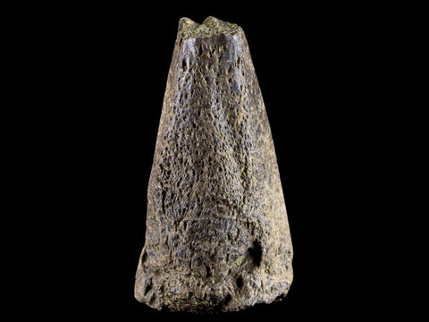1.5" Fossil Turtle Claw Bone Lance Creek Formation FM  Cretaceous Age Wyoming - Fossil Age Minerals