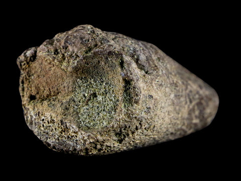 1.5" Fossil Turtle Claw Bone Lance Creek Formation FM  Cretaceous Age Wyoming - Fossil Age Minerals