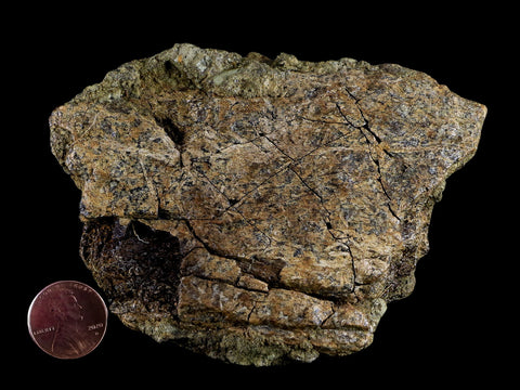 4.1" Triceratops Fossil Bone Specimen Lance Creek FM Cretaceous Dinosaur WY COA - Fossil Age Minerals