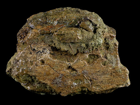 4.1" Triceratops Fossil Bone Specimen Lance Creek FM Cretaceous Dinosaur WY COA - Fossil Age Minerals