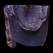 XL 0.7" Triceratops Fossil Tooth Hell Creek FM Cretaceous Dinosaur MT COA & Display