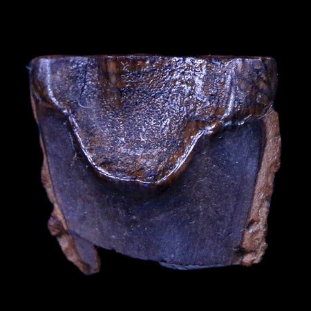 XL 0.7" Triceratops Fossil Tooth Hell Creek FM Cretaceous Dinosaur MT COA & Display