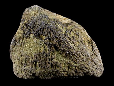 2.9" Pachycephalosaurus Dinosaur Fossil Bone Lance Creek FM Wyoming COA - Fossil Age Minerals