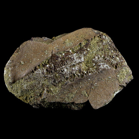 2.9" Pachycephalosaurus Dinosaur Fossil Bone Lance Creek FM Wyoming COA - Fossil Age Minerals