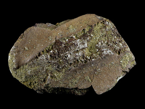 2.9" Pachycephalosaurus Dinosaur Fossil Bone Lance Creek FM Wyoming COA - Fossil Age Minerals
