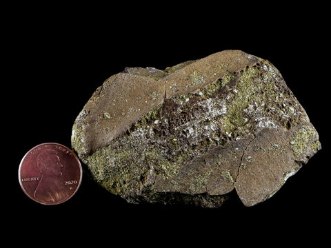 2.9" Pachycephalosaurus Dinosaur Fossil Bone Lance Creek FM Wyoming COA - Fossil Age Minerals