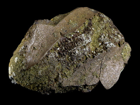 2.9" Pachycephalosaurus Dinosaur Fossil Bone Lance Creek FM Wyoming COA - Fossil Age Minerals