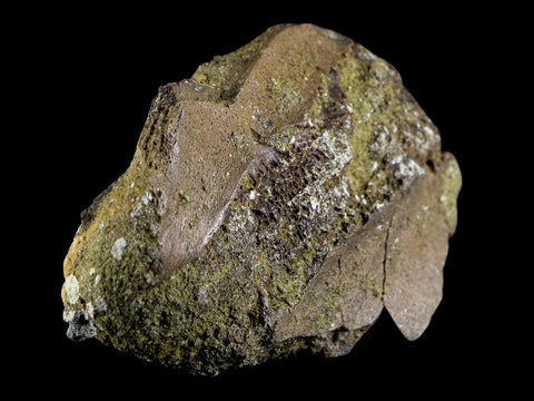 2.9" Pachycephalosaurus Dinosaur Fossil Bone Lance Creek FM Wyoming COA - Fossil Age Minerals