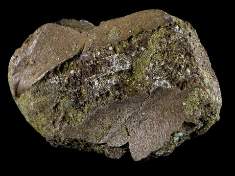 2.9" Pachycephalosaurus Dinosaur Fossil Bone Lance Creek FM Wyoming COA - Fossil Age Minerals