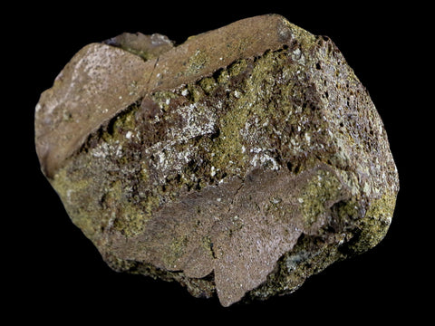 2.9" Pachycephalosaurus Dinosaur Fossil Bone Lance Creek FM Wyoming COA - Fossil Age Minerals