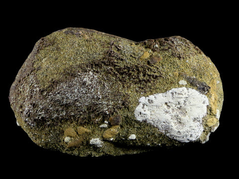 2.9" Pachycephalosaurus Dinosaur Fossil Bone Lance Creek FM Wyoming COA - Fossil Age Minerals