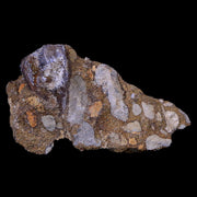 XL 0.8" Triceratops Fossil Tooth In Situ Lance Creek FM Cretaceous Dinosaur WY COA
