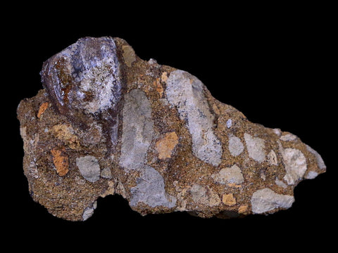 XL 0.8" Triceratops Fossil Tooth In Situ Lance Creek FM Cretaceous Dinosaur WY COA - Fossil Age Minerals