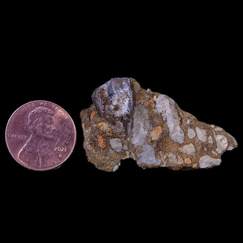 XL 0.8" Triceratops Fossil Tooth In Situ Lance Creek FM Cretaceous Dinosaur WY COA - Fossil Age Minerals