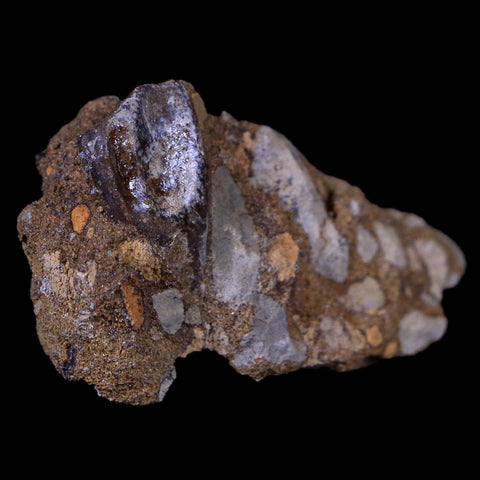 XL 0.8" Triceratops Fossil Tooth In Situ Lance Creek FM Cretaceous Dinosaur WY COA - Fossil Age Minerals