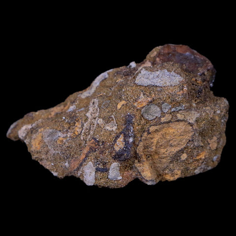 XL 0.8" Triceratops Fossil Tooth In Situ Lance Creek FM Cretaceous Dinosaur WY COA - Fossil Age Minerals