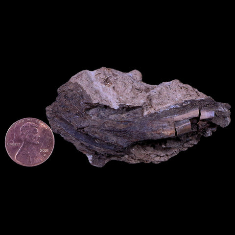 XL 2.7 Edmontosaurus Dinosaur Fossil Rooted Tooth In Matrix Lance Creek WY COA - Fossil Age Minerals
