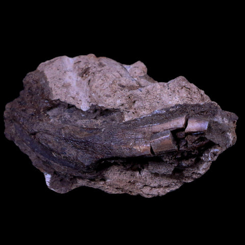 XL 2.7 Edmontosaurus Dinosaur Fossil Rooted Tooth In Matrix Lance Creek WY COA - Fossil Age Minerals