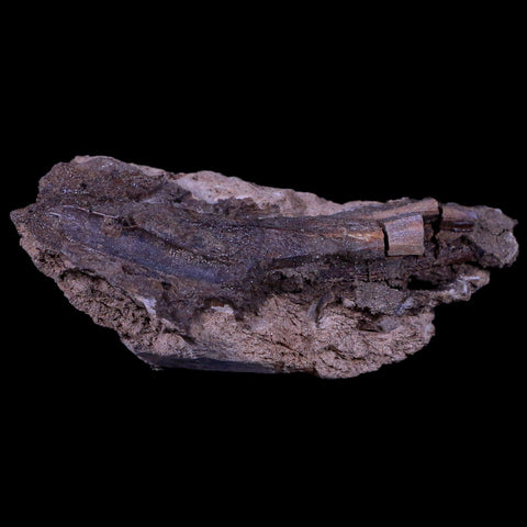 XL 2.7 Edmontosaurus Dinosaur Fossil Rooted Tooth In Matrix Lance Creek WY COA - Fossil Age Minerals