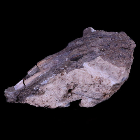 XL 2.7 Edmontosaurus Dinosaur Fossil Rooted Tooth In Matrix Lance Creek WY COA - Fossil Age Minerals