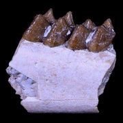 0.6" Leptomeryx Evansi Oligocene Age Fossil Deer Jaw Teeth South Dakota Display COA
