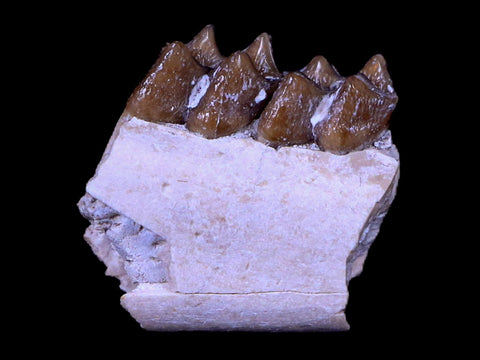 0.6" Leptomeryx Evansi Oligocene Age Fossil Deer Jaw Teeth South Dakota Display COA - Fossil Age Minerals
