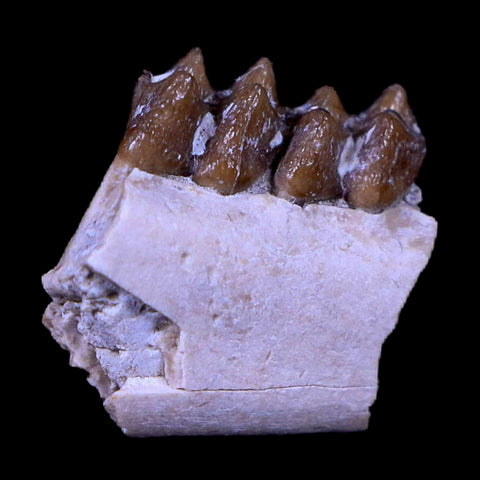 0.6" Leptomeryx Evansi Oligocene Age Fossil Deer Jaw Teeth South Dakota Display COA - Fossil Age Minerals