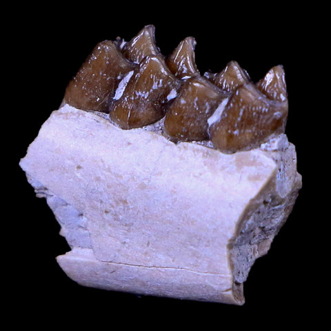 0.6" Leptomeryx Evansi Oligocene Age Fossil Deer Jaw Teeth South Dakota Display COA - Fossil Age Minerals