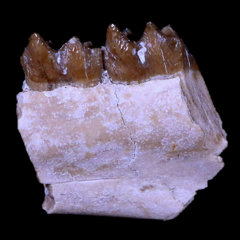 0.6" Leptomeryx Evansi Oligocene Age Fossil Deer Jaw Teeth South Dakota Display COA - Fossil Age Minerals