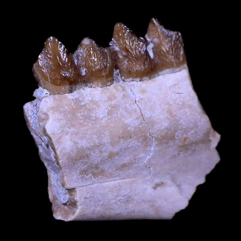 0.6" Leptomeryx Evansi Oligocene Age Fossil Deer Jaw Teeth South Dakota Display COA - Fossil Age Minerals