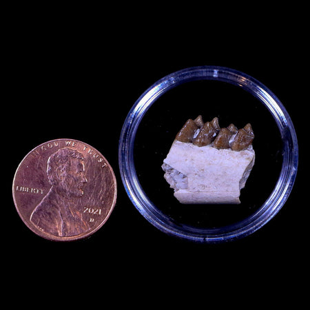 0.6" Leptomeryx Evansi Oligocene Age Fossil Deer Jaw Teeth South Dakota Display COA