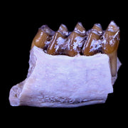 0.7" Leptomeryx Evansi Oligocene Age Fossil Deer Jaw Teeth South Dakota Display COA