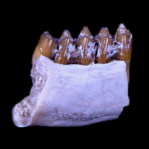 0.7" Leptomeryx Evansi Oligocene Age Fossil Deer Jaw Teeth South Dakota Display COA - Fossil Age Minerals