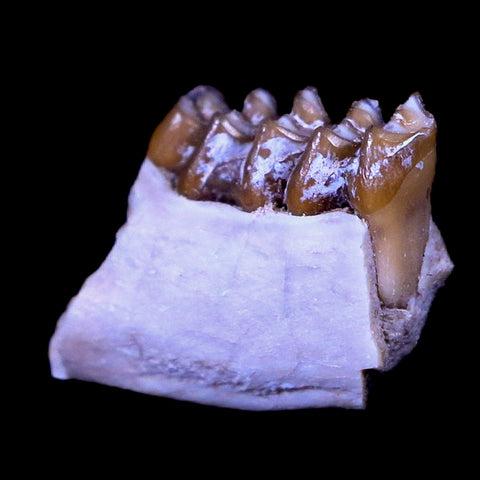 0.7" Leptomeryx Evansi Oligocene Age Fossil Deer Jaw Teeth South Dakota Display COA - Fossil Age Minerals