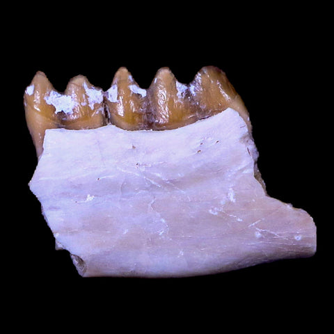 0.7" Leptomeryx Evansi Oligocene Age Fossil Deer Jaw Teeth South Dakota Display COA - Fossil Age Minerals