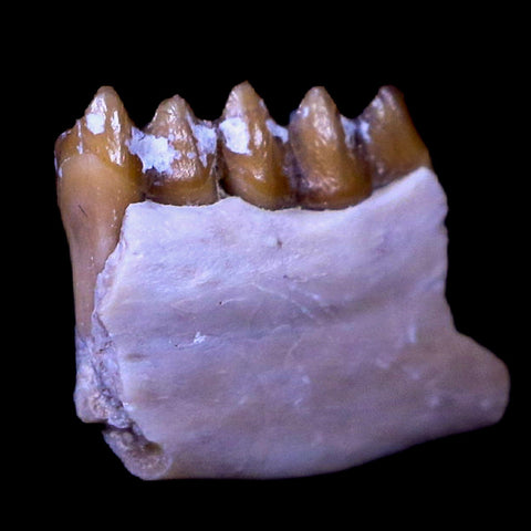0.7" Leptomeryx Evansi Oligocene Age Fossil Deer Jaw Teeth South Dakota Display COA - Fossil Age Minerals