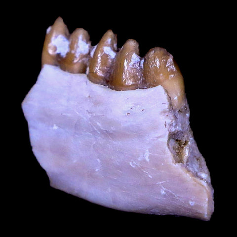 0.7" Leptomeryx Evansi Oligocene Age Fossil Deer Jaw Teeth South Dakota Display COA - Fossil Age Minerals