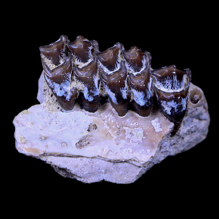 0.8" Leptomeryx Evansi Oligocene Age Fossil Deer Jaw Teeth South Dakota Display COA